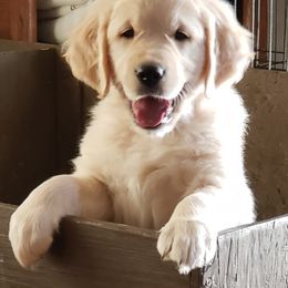 Golden Retriever Puppies from Garden Creek Goldens