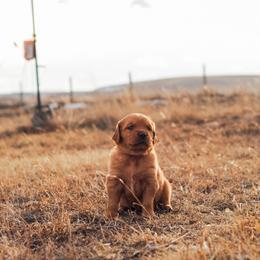 Golden Retriever Puppies from Summit Canine Breeding