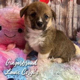 Australian Shepherd and Pembroke Welsh Corgi Puppies from Lewis Aussie’s & Corgi’s