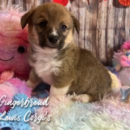 Australian Shepherd and Pembroke Welsh Corgi Puppies from Lewis Aussie’s & Corgi’s