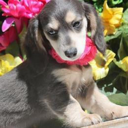 Bluebelle - Blue and tan female Dachshund puppy in Woodbine, Georgia from Walker's Minidachs
