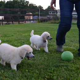 Poodle Puppies from D and D Standard Poodles