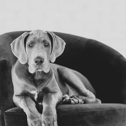 Great Dane Puppies from Anderson Blau’s Great Danes