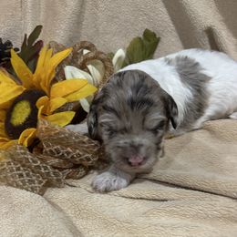 Ginger - Merle female Labradoodle puppy in Somerset, California from Annie’s Animals