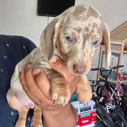 Spike - Dapple male Dachshund puppy in Modesto, California from Raws Doxies