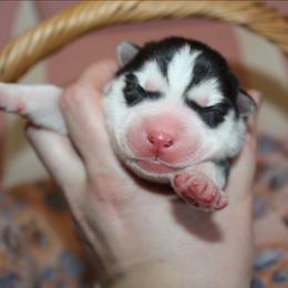 Yellow - Black and white female Siberian Husky puppy in Le Sueur, Minnesota from Tevana Siberians LLC