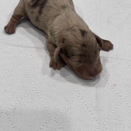 Orange collar - Chocolate and tan male Dachshund puppy in Chicago, Illinois from RGZ Doxies