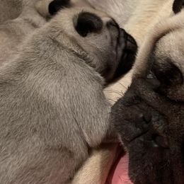 Pugs from SugarBug Pugs