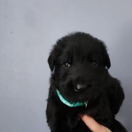 Bear - Black male German Shepherd puppy in White Cloud, Michigan from Von WestLynn German Shepherds