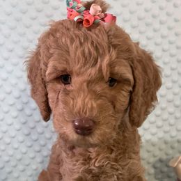 Goldendoodle Puppies from Kindred Goldendoodles