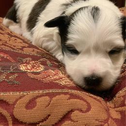 Tofu - Parti female Miniature Schnauzer puppy in Kentucky from Mrs Bs Teeny Schnauzers & Doodles