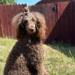Poodles from Palace Pups NTX