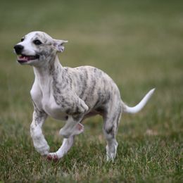 Whippet Puppies from Winstar Whippets