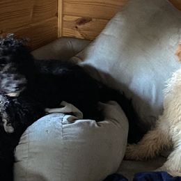 Goldendoodles from Darling Doodles