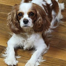 Cavalier King Charles Spaniel and Golden Retriever All Grown Up from Nancy Volkmann