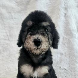 Blue - Blue and tan male Bedlington Terrier puppy in Rincon, Georgia from Prismic Bedlington Terriers