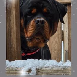 Rottweiler All Grown Up from Luckyrottweiler Kennels