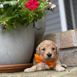 Sal - Apricot male Goldendoodle puppy in Camden, North Carolina from Oopsie Doodles of NC