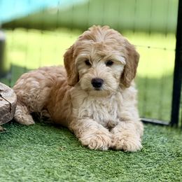 Atlas - Apricot male Australian Labradoodle puppy in Anderson, California from Shaggy Doodles