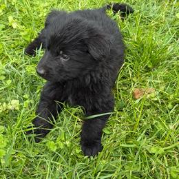Girl 3 - Black female German Shepherd puppy in Fairdale, Kentucky from Kimberly's German Shepherds