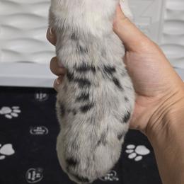 Blue merle male 2 - Blue merle male Australian Shepherd puppy in Rainsville, Alabama from Chaparro Farm
