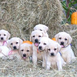 German Shepherd and Labrador Retriever Puppies from Ryanhaus Kennel