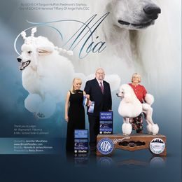Mia - Poodle