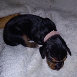 American Leopard Hound Puppies from Black Dragon Hounds