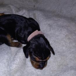 American Leopard Hound Puppies from Black Dragon Hounds
