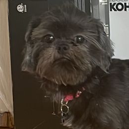 Molly - Shih Tzu
