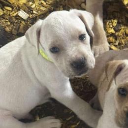 Victor - Fawn male Cane Corso puppy in Chesapeake, Virginia from 948 Cane Corso