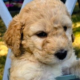 Jane - Apricot female Goldendoodle puppy in Western Massachusetts, Massachusetts from Magical Goldendoodles of Pioneer Valley, MA