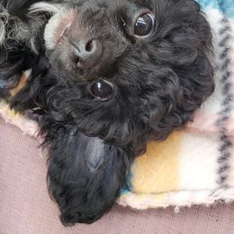 Poodle Puppies from Joanies Poodles