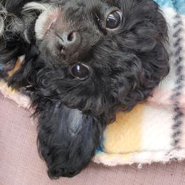Poodle Puppies from Joanies Poodles