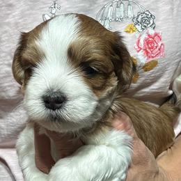 Male 1 - Red male Havanese puppy in Congerville, Illinois from Happy Go Lucky Havanese