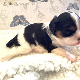Cavalier King Charles Spaniel Puppies from Windgate Cavaliers