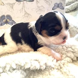Cavalier King Charles Spaniel Puppies from Windgate Cavaliers