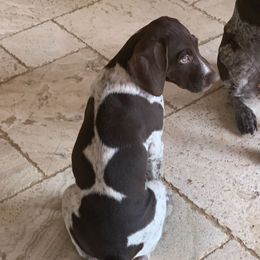 Drogo - Liver and white male German Shorthaired Pointer puppy in San Antonio, Texas from Alvarado Farm Kennels, LLC