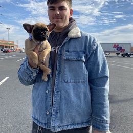 French Bulldog Puppies from Carter’s Kennel