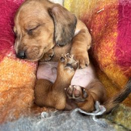 Dachshund Puppies from Salchi Dog miniature dachshunds