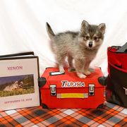 Alaskan Klee Kai Puppies from Thurisia