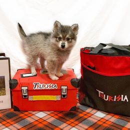 Alaskan Klee Kai Puppies from Thurisia
