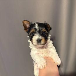 Aspen (Black collar) - Parti male Yorkshire Terrier puppy in Riverbank, California from Yorkie_Wonderland and Stud Services