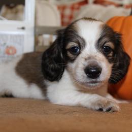 Aster - Piebald male Dachshund puppy in Roanoke, Alabama from J&E Dachshunds