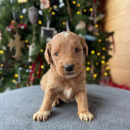 Girl 5 - Apricot female Goldendoodle puppy in Mattawan, Michigan from Doodifuldoods