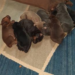 Doberman Pinscher Puppies from Dove's K9 Academy