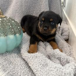 Ember - Black and mahogany female Rottweiler puppy in Parker, Colorado from Denver Rottweilers