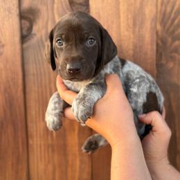 Fox - Liver roan female German Shorthaired Pointer puppy in San Tan Valley, Arizona from Upland Valley Kennels