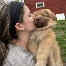 German Shepherd Puppies from Scenic City Shepherds