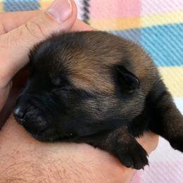 Belgian Malinois Puppies from Andrea Gumrich's Belgian Malinois